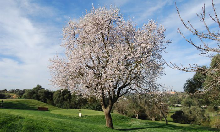 PESTANA VALE DA PINTA GOLF